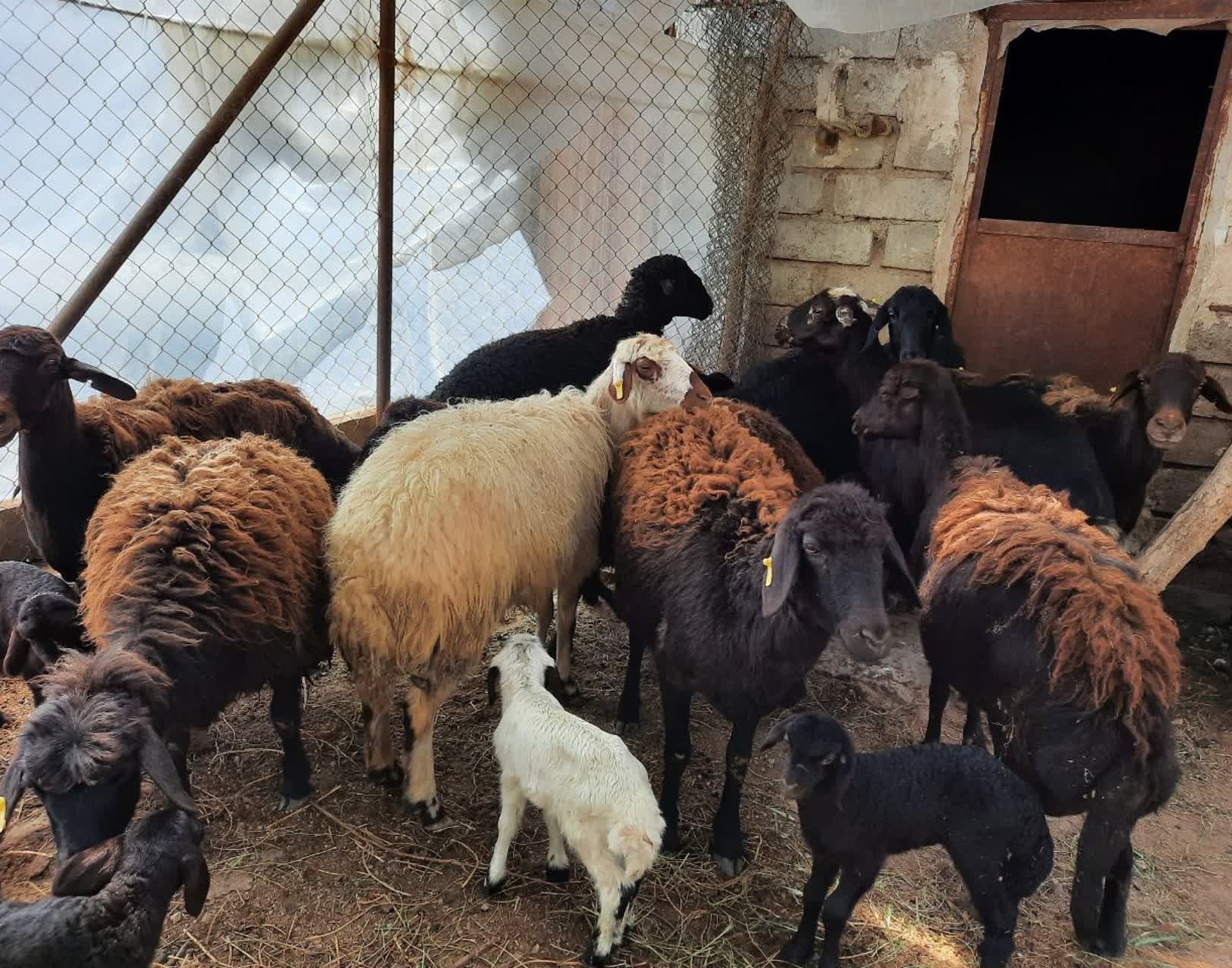 برگزاری اردوی جهادی گروه دامپزشکان جوان بسیج دانشجویی دانشگاه ارومیه با همکاری بنیاد برکت ستاد اجریات فرمان امام