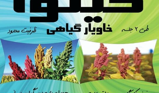  آموزش کینوا، از کشت تا مصرف