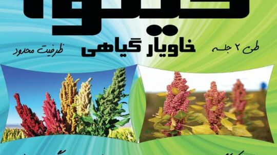  آموزش کینوا، از کشت تا مصرف
